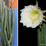 Trichocereus macrogonus ssp. pachanoi, Lima, Peru ©JL.JPG